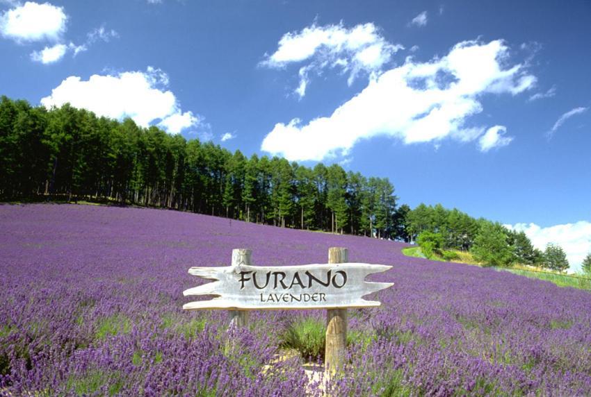 Hotel North Country Furano